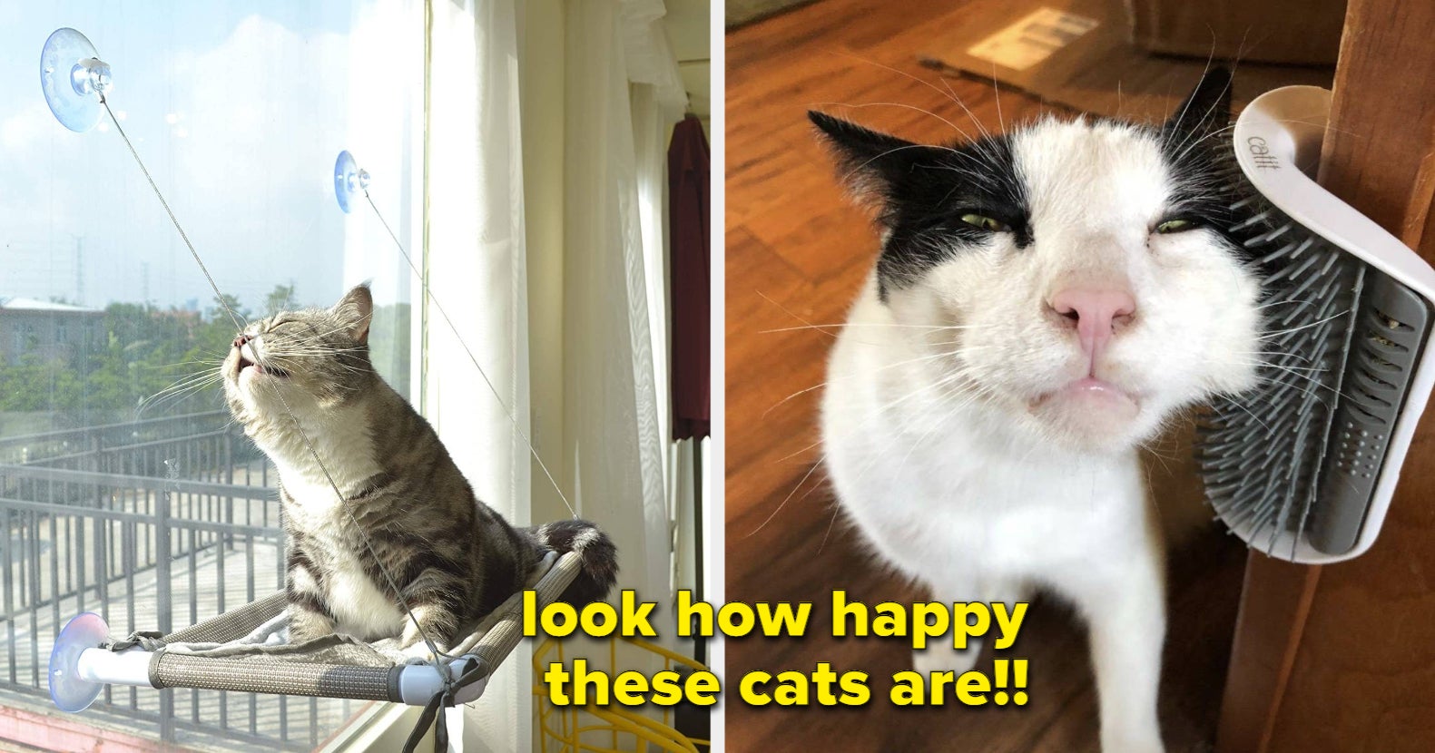 9 Hilarious Cat Memes That Will Put A Smile On Your Face, PetPlace