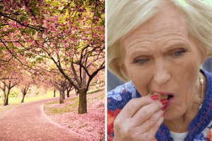 On the left, some cherry blossom trees in full bloom, and on the right, Mary Berry eating a cookie on The Great British Baking Show