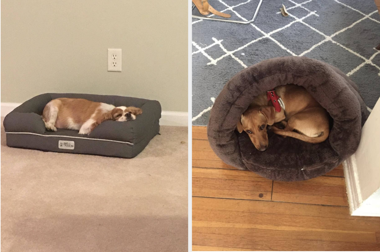 Large dog beds outlet for greyhounds