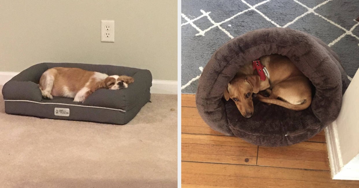 18 Comfy And Cheap Dog Beds Fido Will Give Two Paws Up
