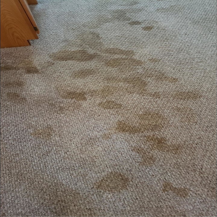 a beige carpet with clusters of dark yellow and brown stains from pet accidents over the years