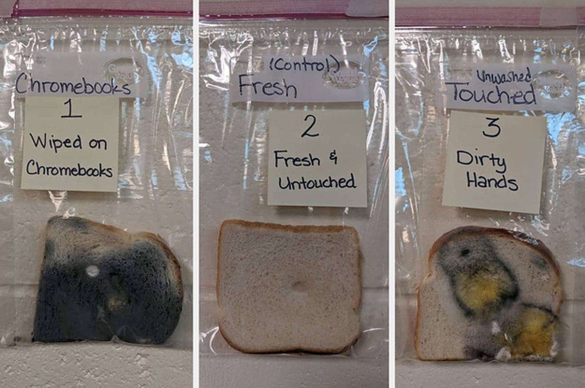 https://img.buzzfeed.com/buzzfeed-static/static/2021-09/21/21/campaign_images/f73d10eed94e/this-school-did-a-germ-experiment-with-bread-and--2-5629-1632259150-32_dblbig.jpg?resize=1200:*