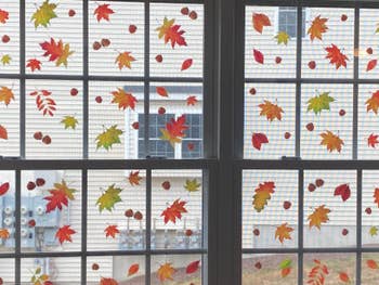 Reviewer photo shows a closeup of the leaves on their window