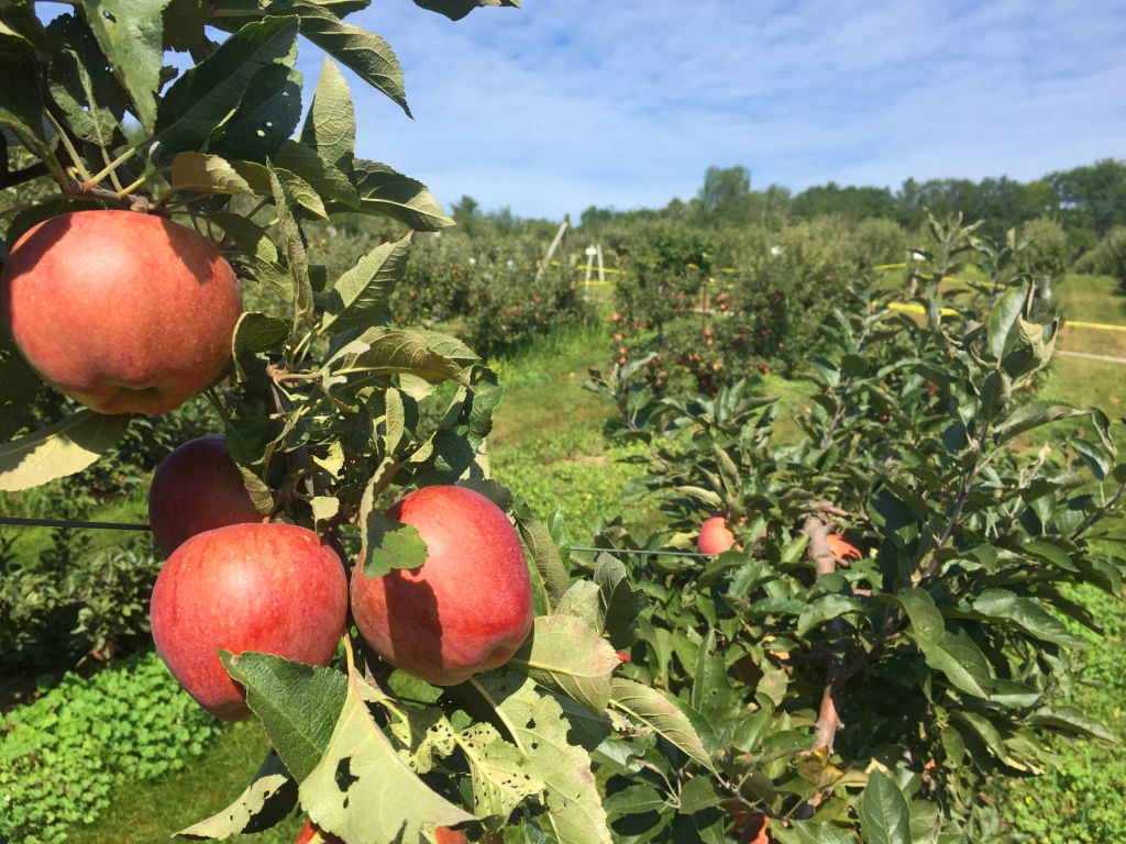 Apples hanging on an apple tree at an orchard.