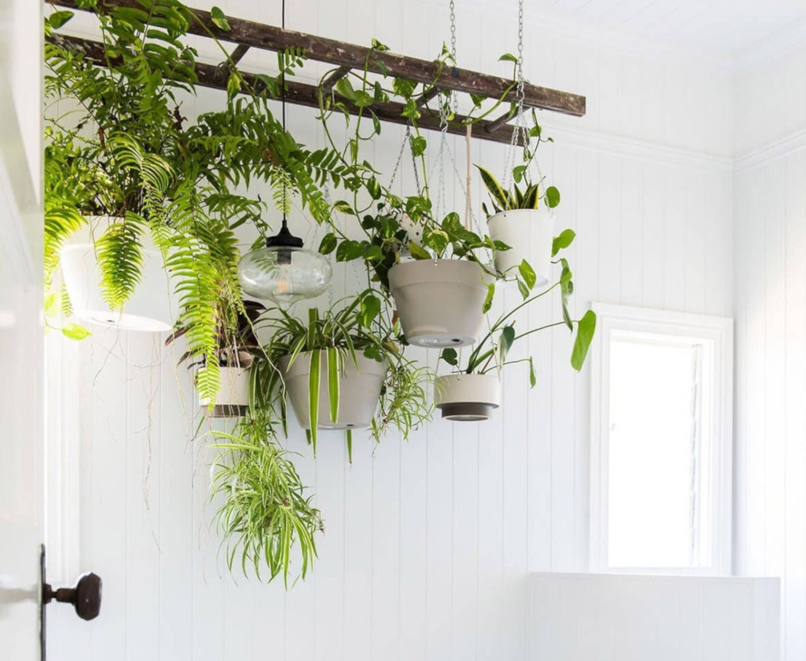 The plant rack mounted to a ceiling with various plants hanging from it