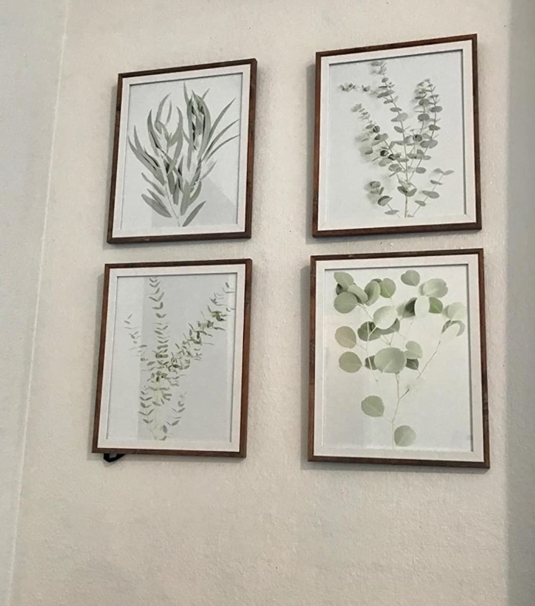 Reviewer photo of four botanical prints in frames on a wall