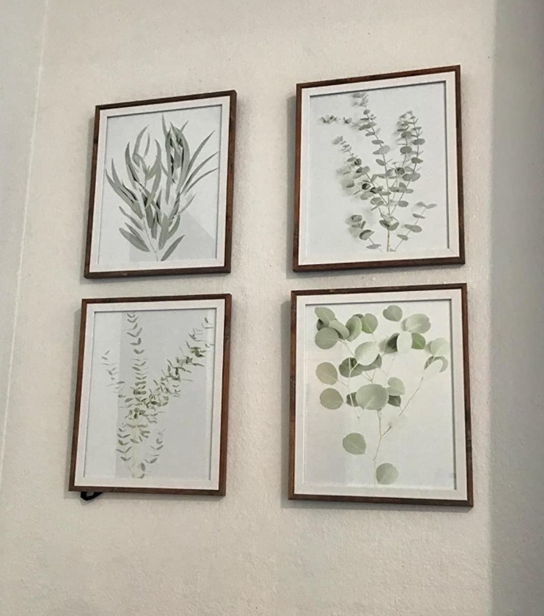 Reviewer photo of four botanical prints in frames on a wall