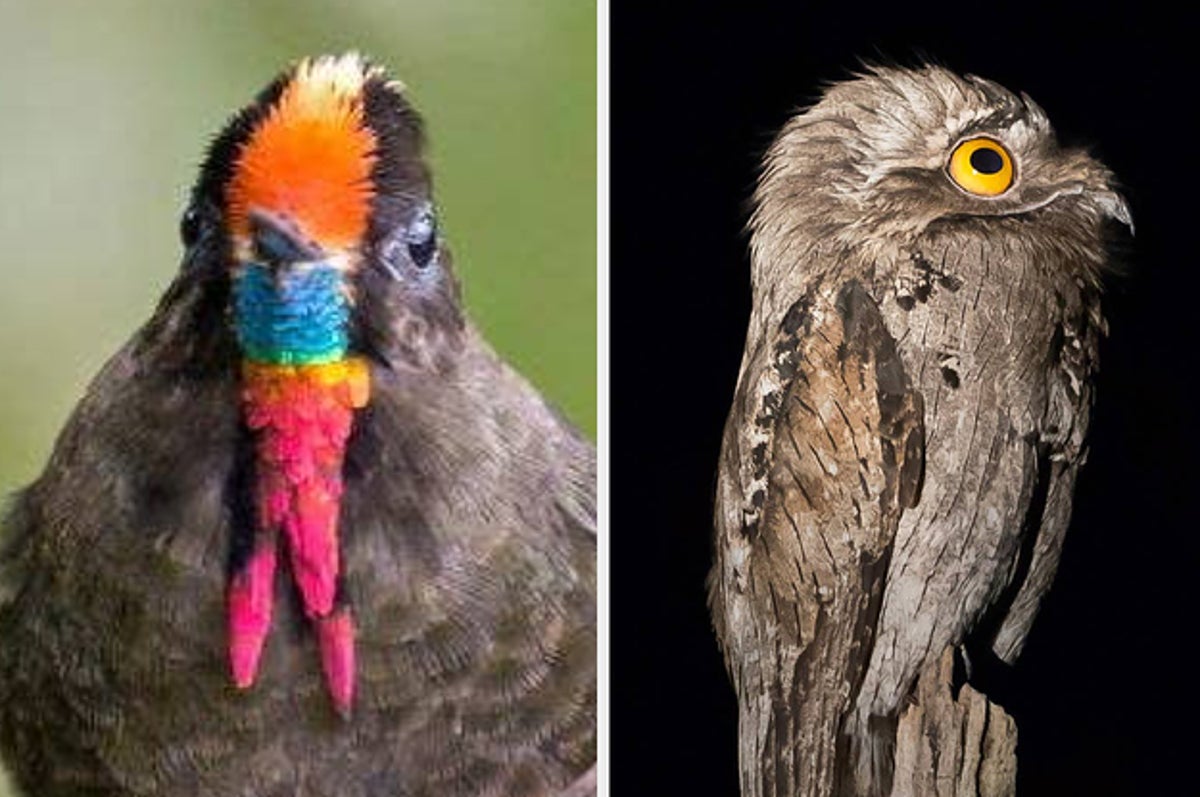 実在しなそうに見えて実在する鳥 17羽