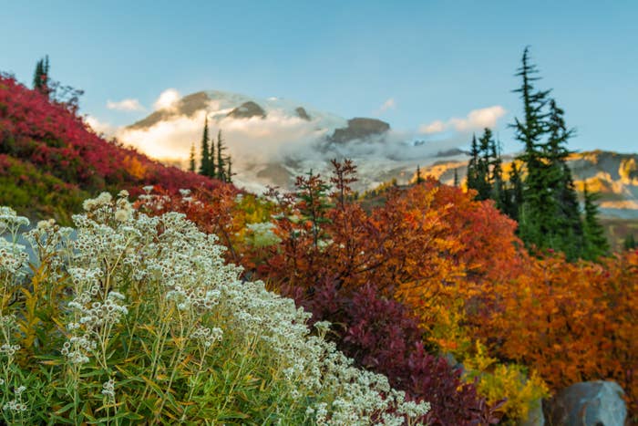 Mount Rainier National Park during the fall