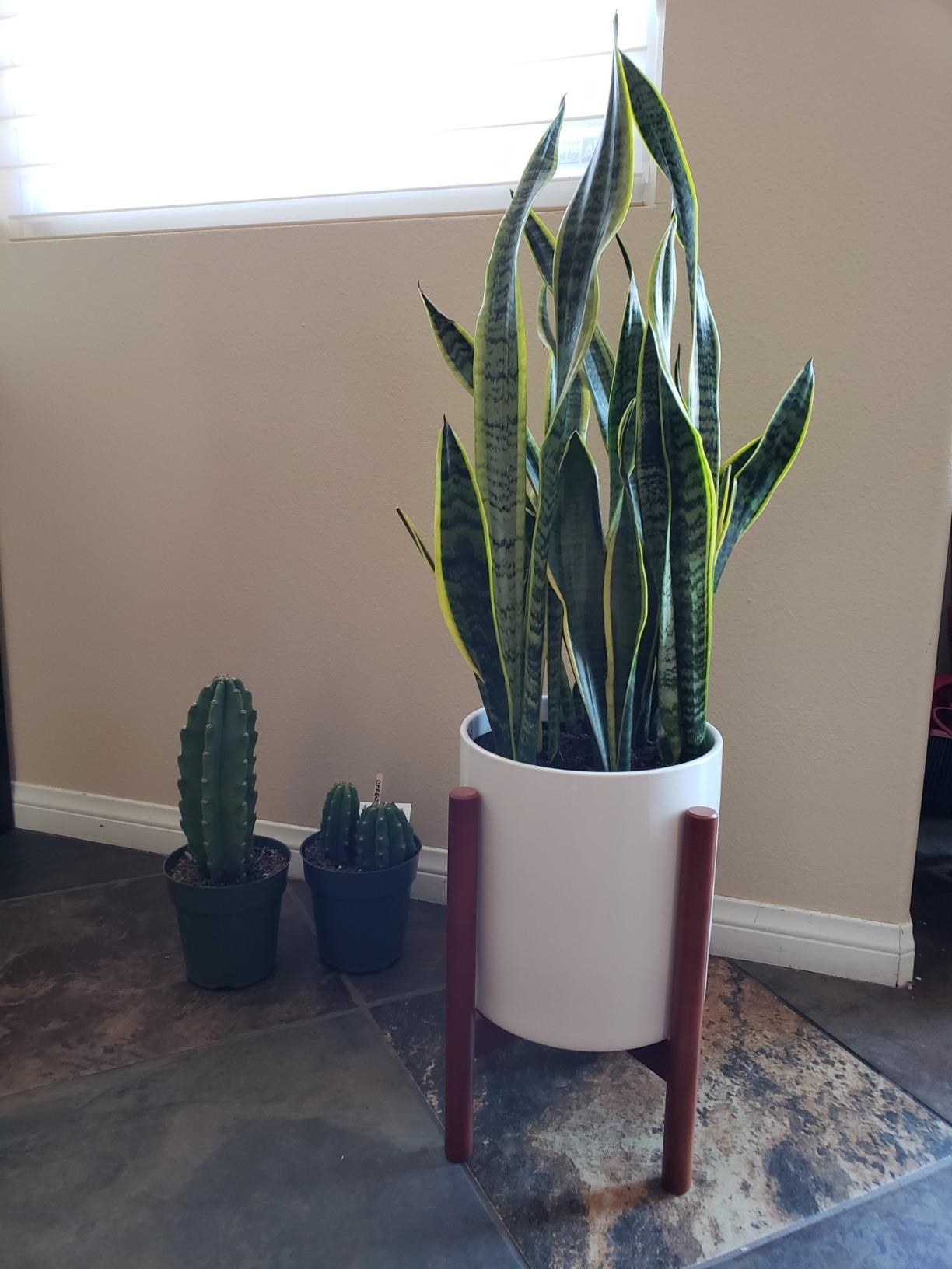 reviewer photo of a white and wood plant stand with a snake plant inside
