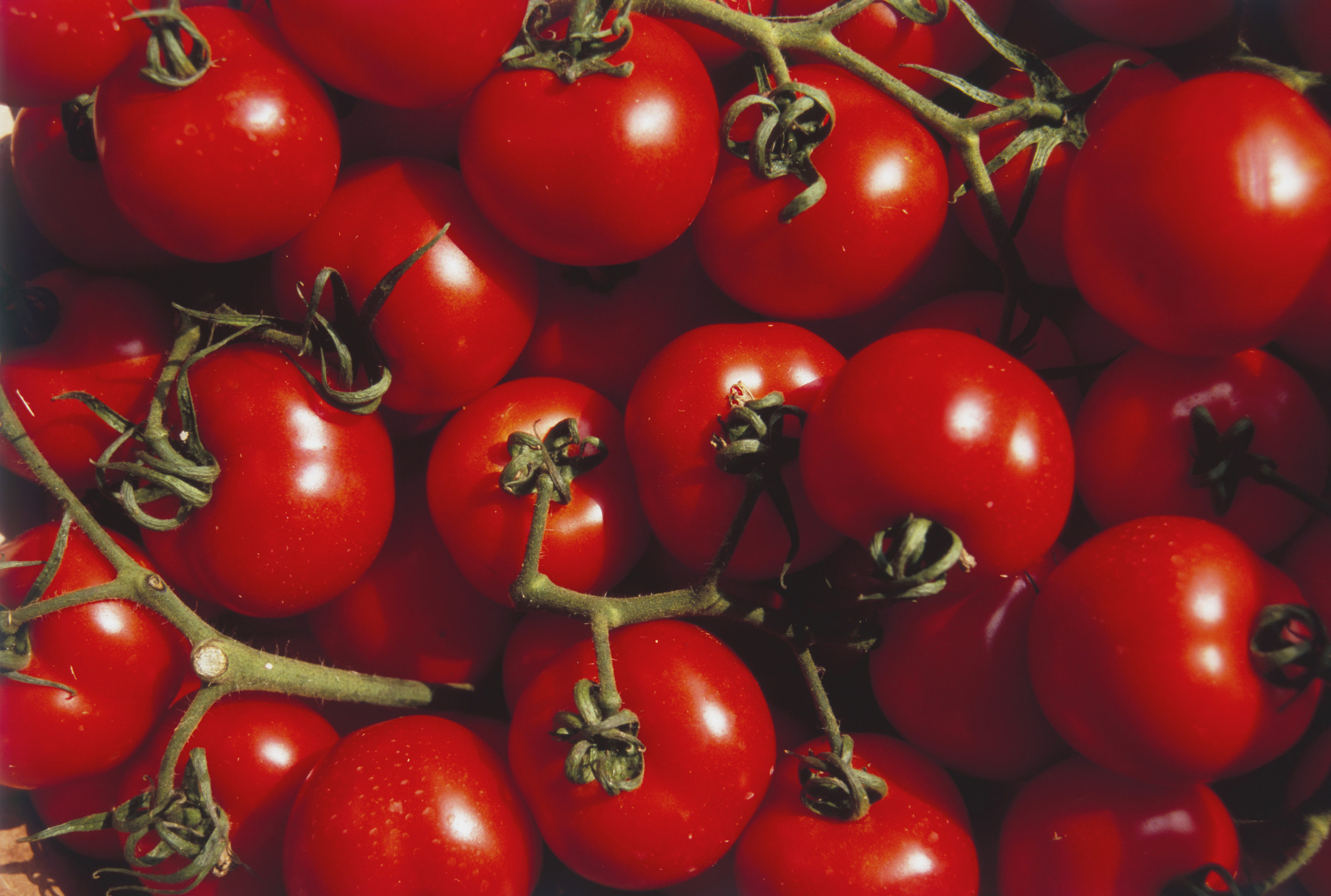 A close up of red tomatoes
