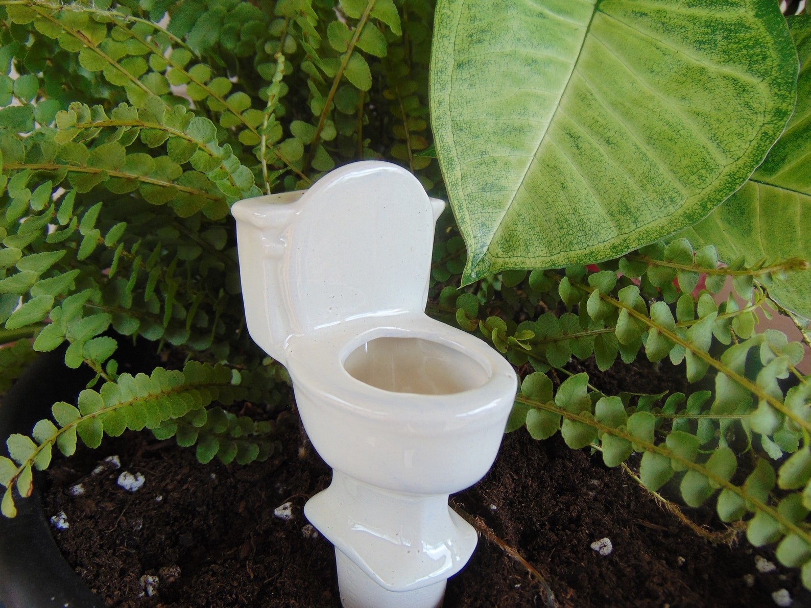 a white toilet watering spike in a planter