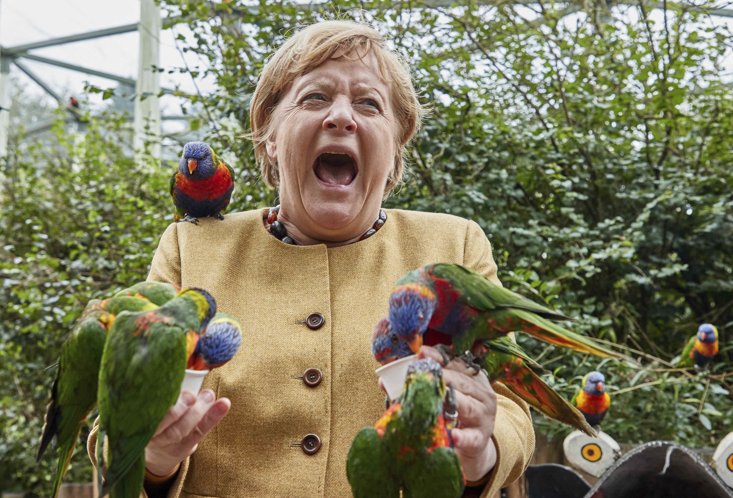 Merkel screams in agony as the birds swamp her and bite her hands