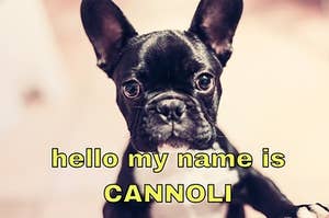 French bulldog who says his name is Cannoli