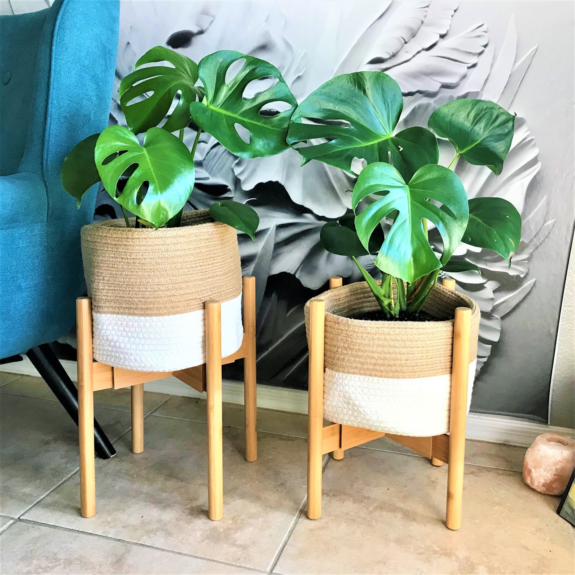 Wood plant stands holding plant