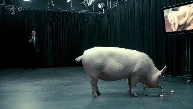 A pig eating out of a trough in a large room with a man standing in the background
