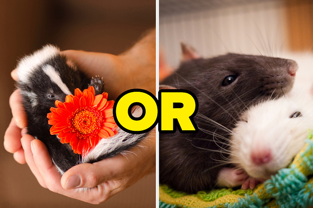 There Are A Lot Of Underrated Animals Out There, So Let's See Which One You Are