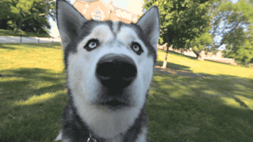 A husky approaches a camera and boops his nose