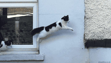 A cat jumps from a windowsill to another part of a building