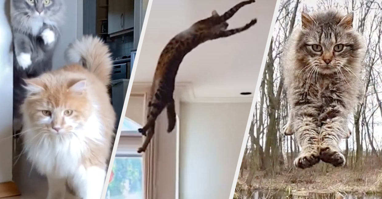 These Cats Can Jump So High That I'm Pretty Sure Nowhere Is Off Limits