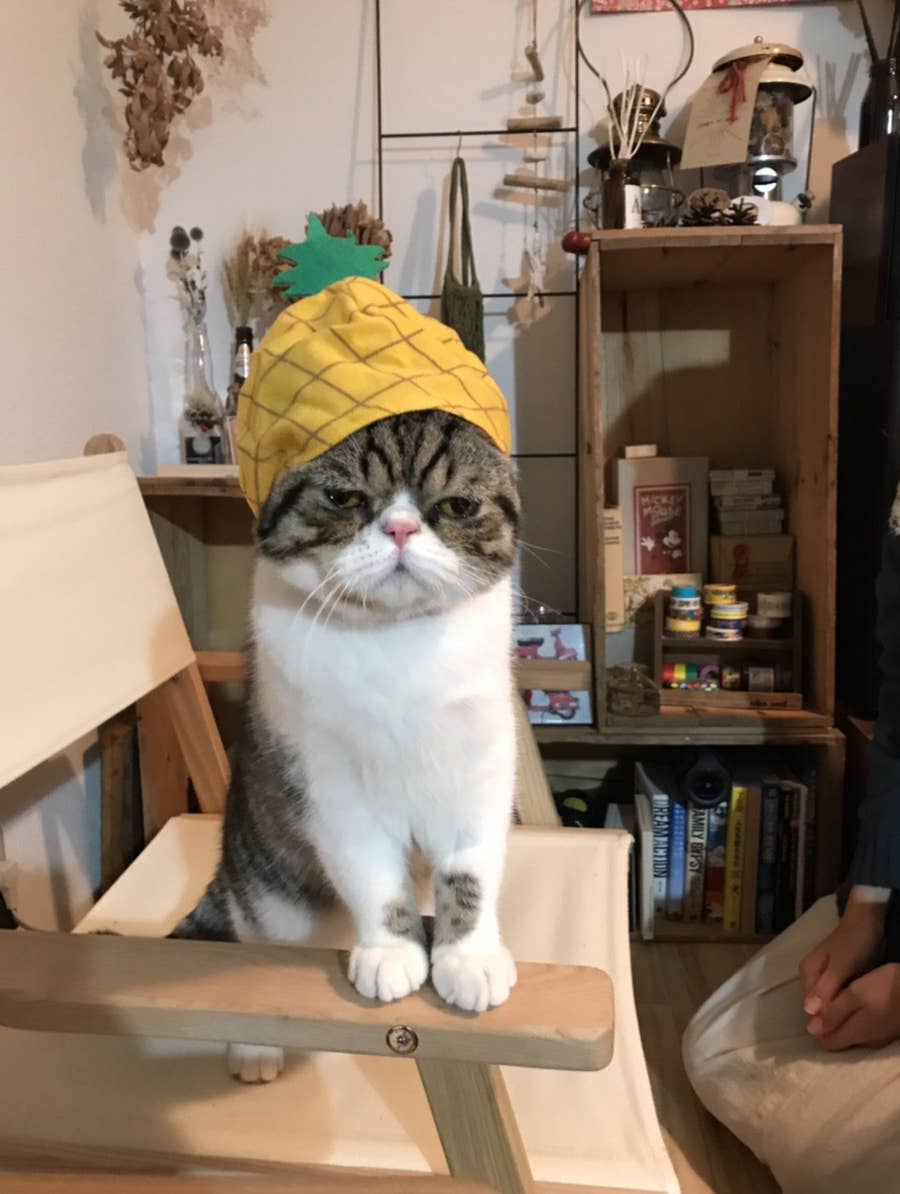 もはや顔芸w まずいって顔をする猫に 青汁のcm来そう の声