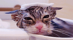 A wet cat calmly sits in a bathtub