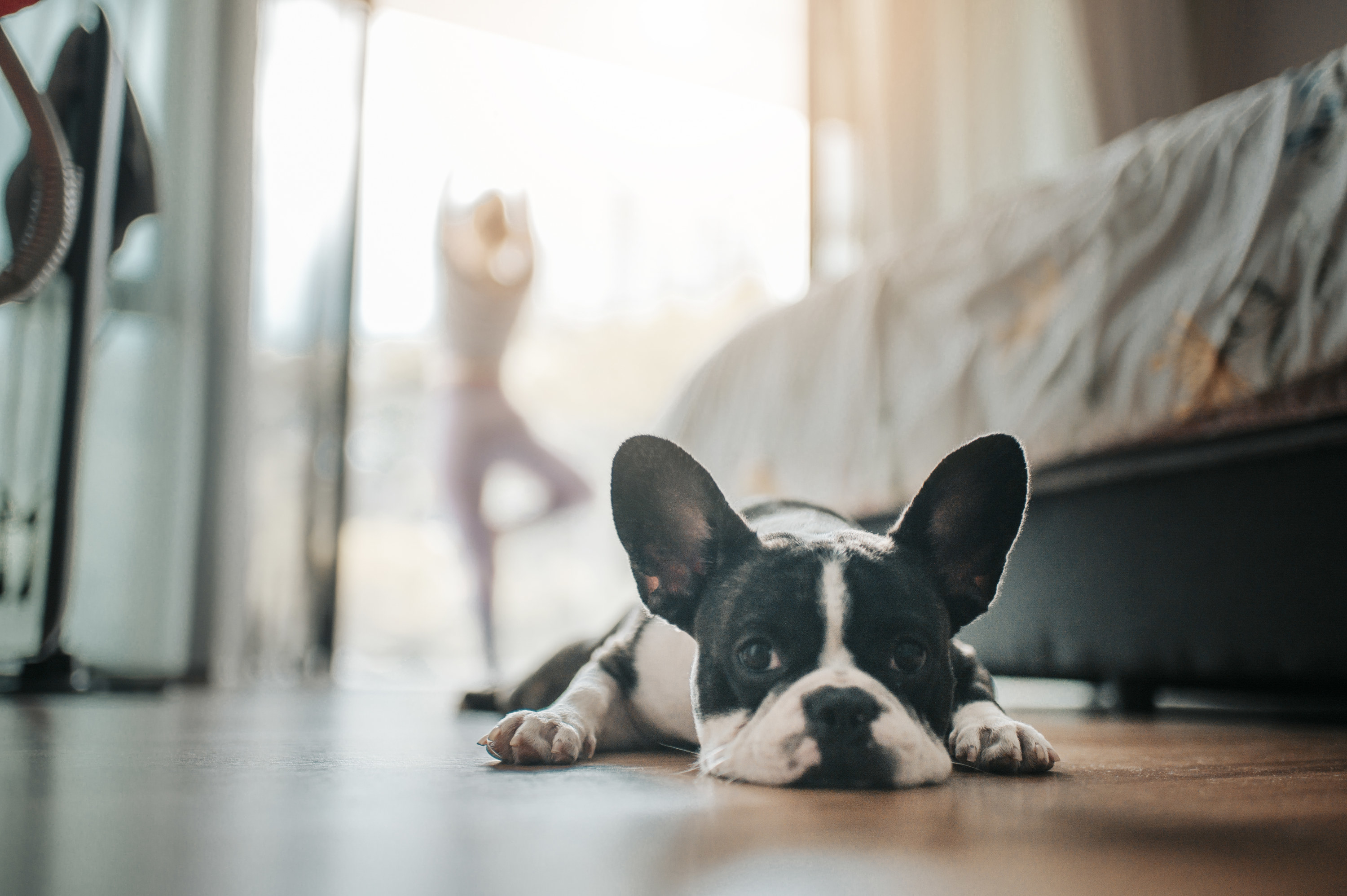 Small dog laying on the floor at home