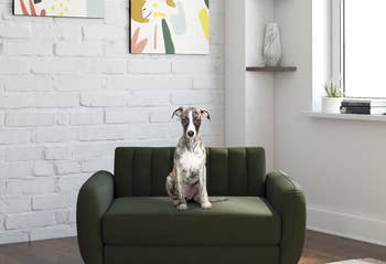 small green sofa with a dog on it