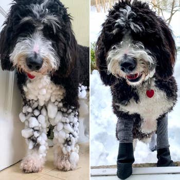 before photo of a dog with its legs covered in large snow balls next to an after photo of the dog wearing the leggings to prevent snow balls