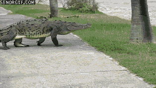 An alligator walking around.