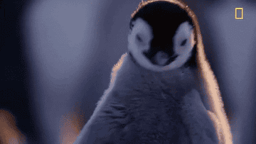 A baby penguin shakes its head.