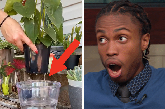 A plant being watered next to a shocked face