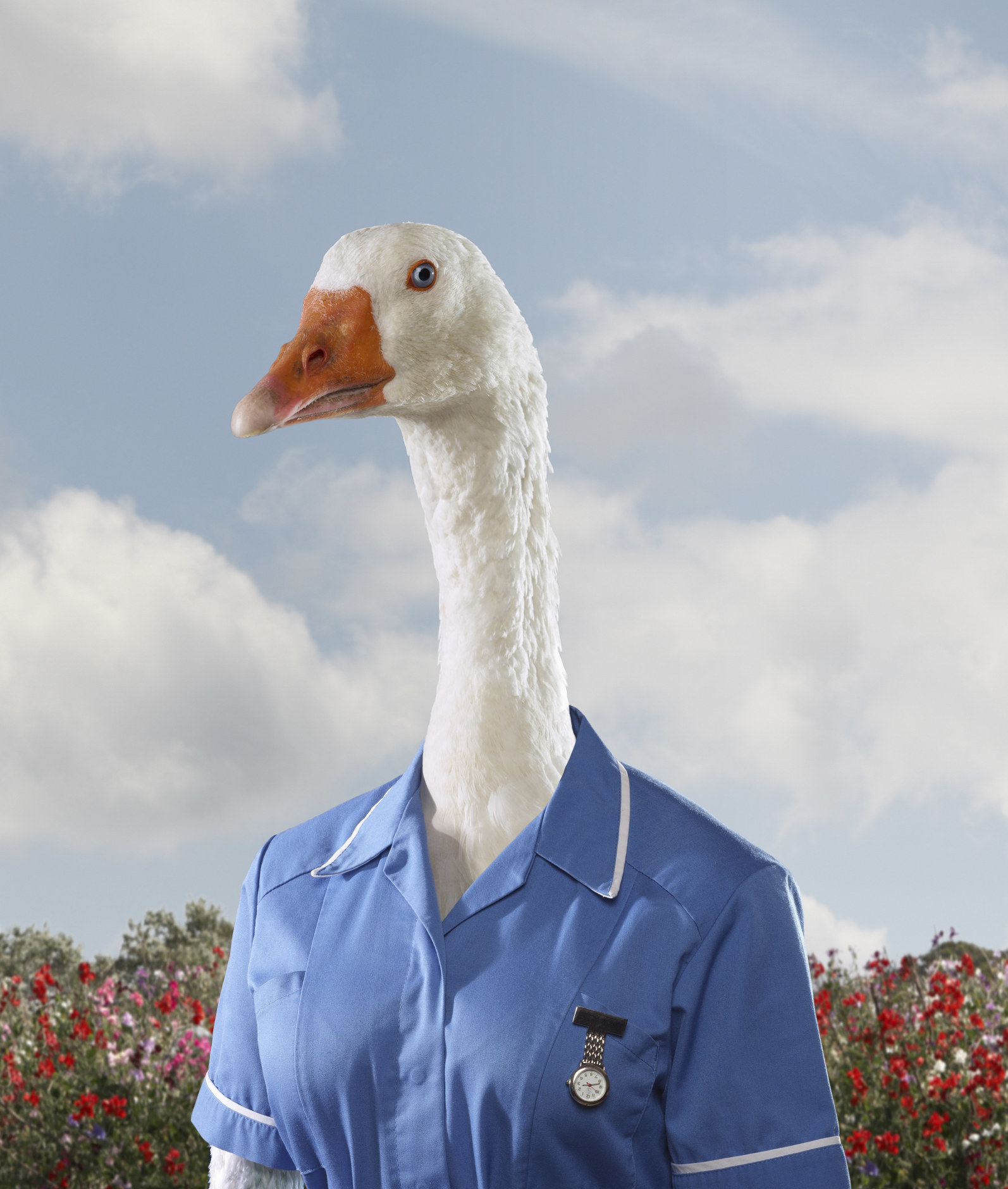 goose wearing a nurse outfit