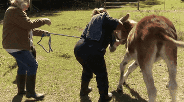 A donkey kicks a woman with its hindlegs