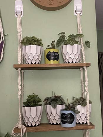 shelf with plants on it