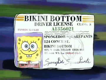 &quot;bikini bottom driver license&quot;