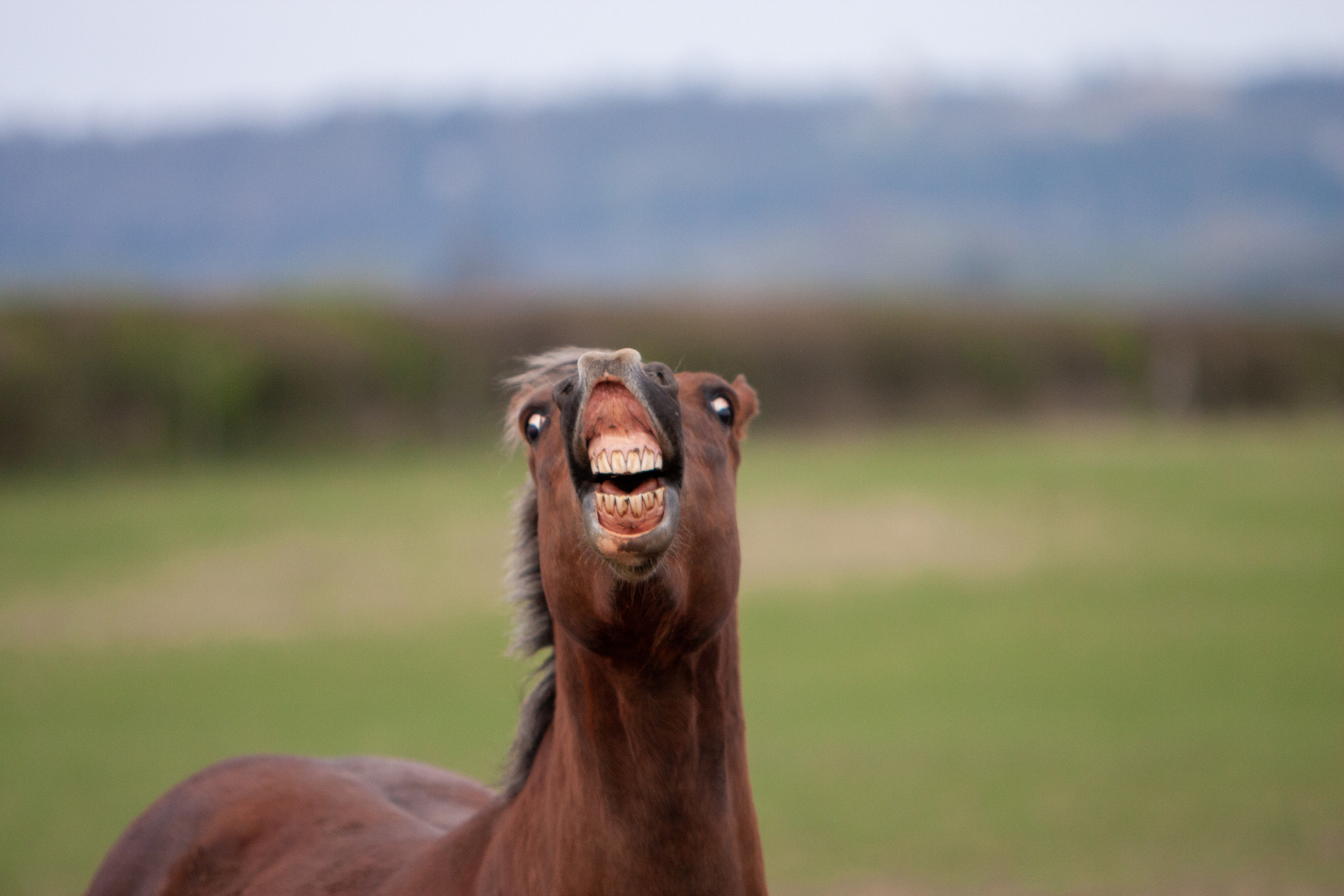 a horse neighing with its lips flapping