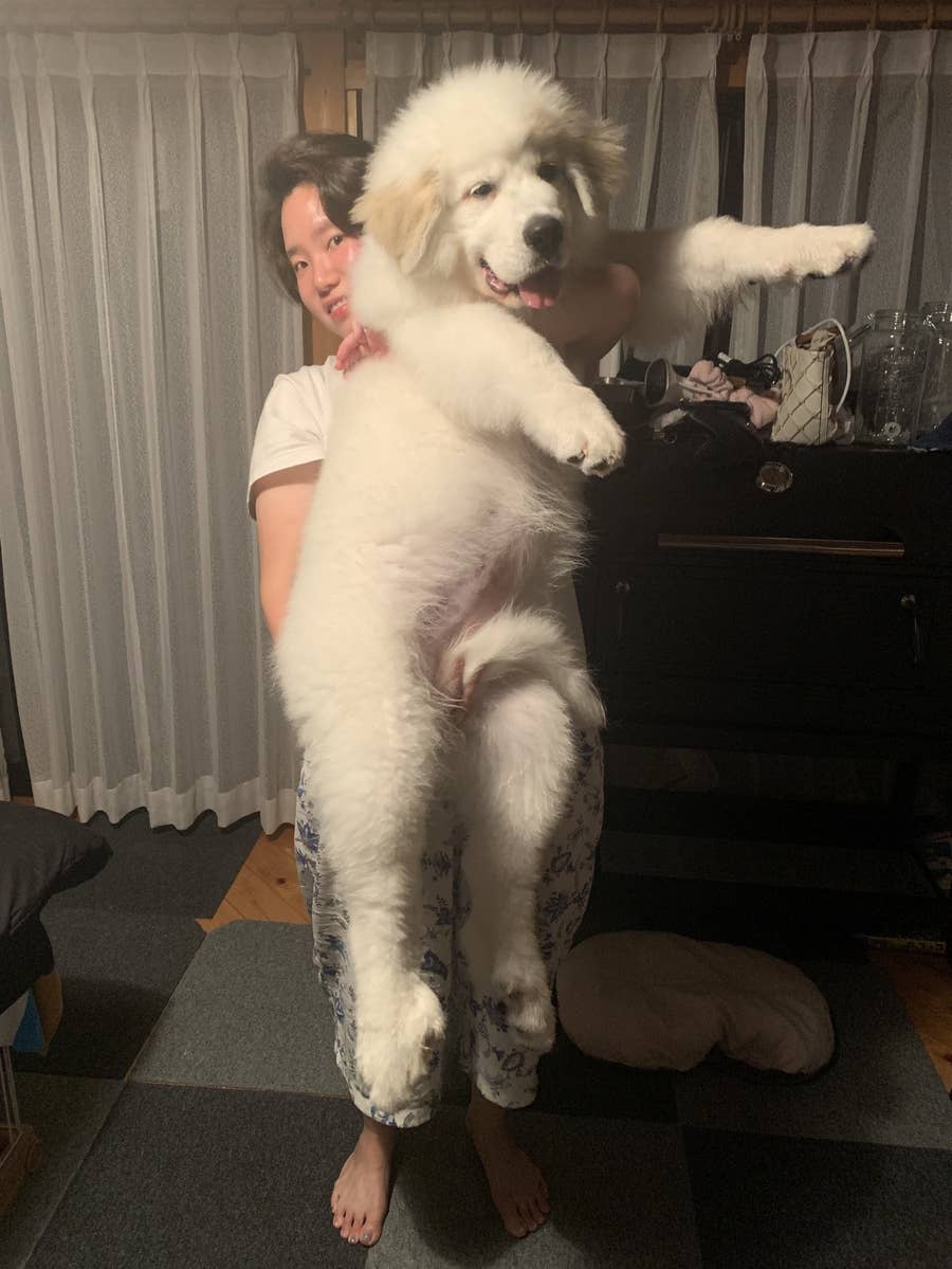 でっかい 生後1ヶ月のモフモフ子犬 その2ヶ月後の姿がどう考えてもバグってる