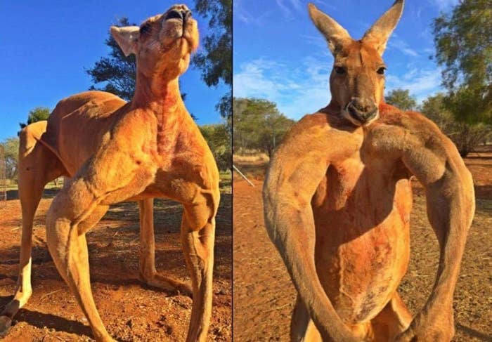 The Noise Kangaroos Make Is Terrifying