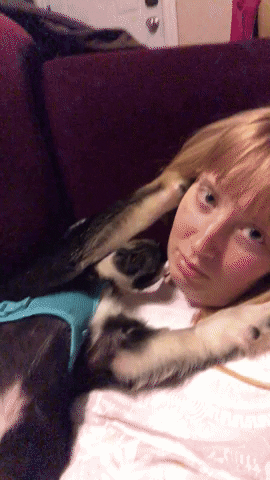 gif of the writer with their puppy on top of them while he&#x27;s pawing at their face in his sleep