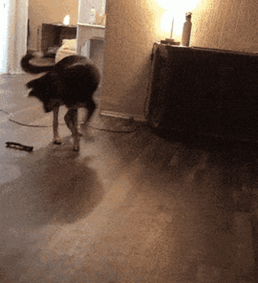gif of the writer&#x27;s dog tossing his toys across the room
