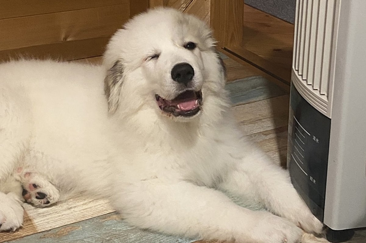 でっかい 生後1ヶ月のモフモフ子犬 その2ヶ月後の姿がどう考えてもバグってる