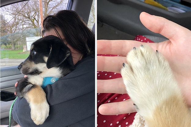 This $25 Pet Nail Trimmer Is Quiet, Cordless, And Helps Keep My Dog Calm On Grooming Days