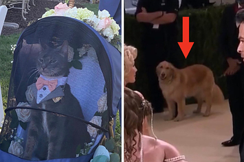 犬 猫しか勝たん 見たらキュン死しそうな写真14枚