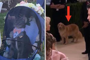 A cat in a stroller, and a Golden Retriever at the Met Gala