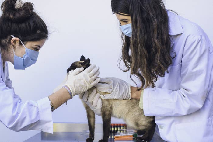 Vet checks cat with intern