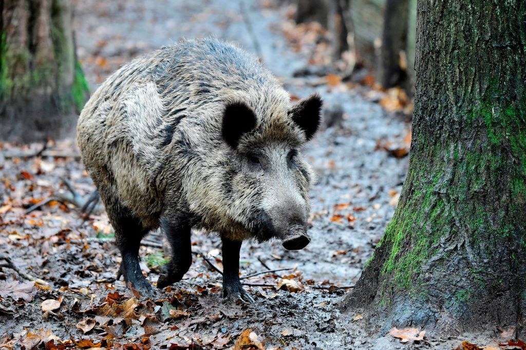 A wild boar walking by a tree in the muddy woods