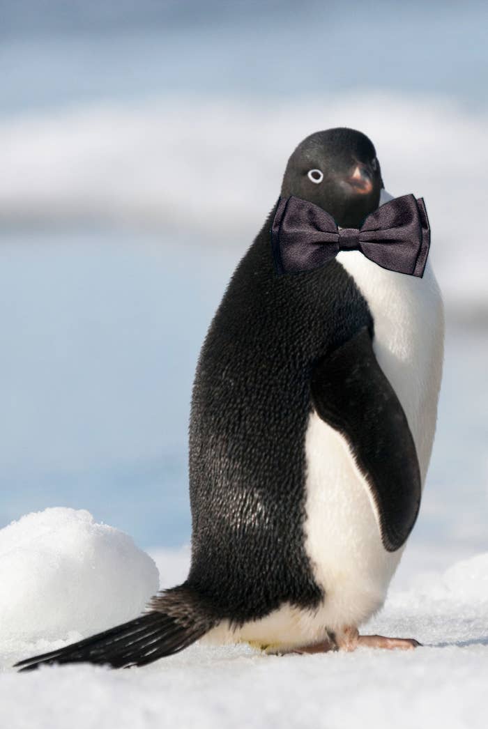 tuxedo penguin wearing a bowtie