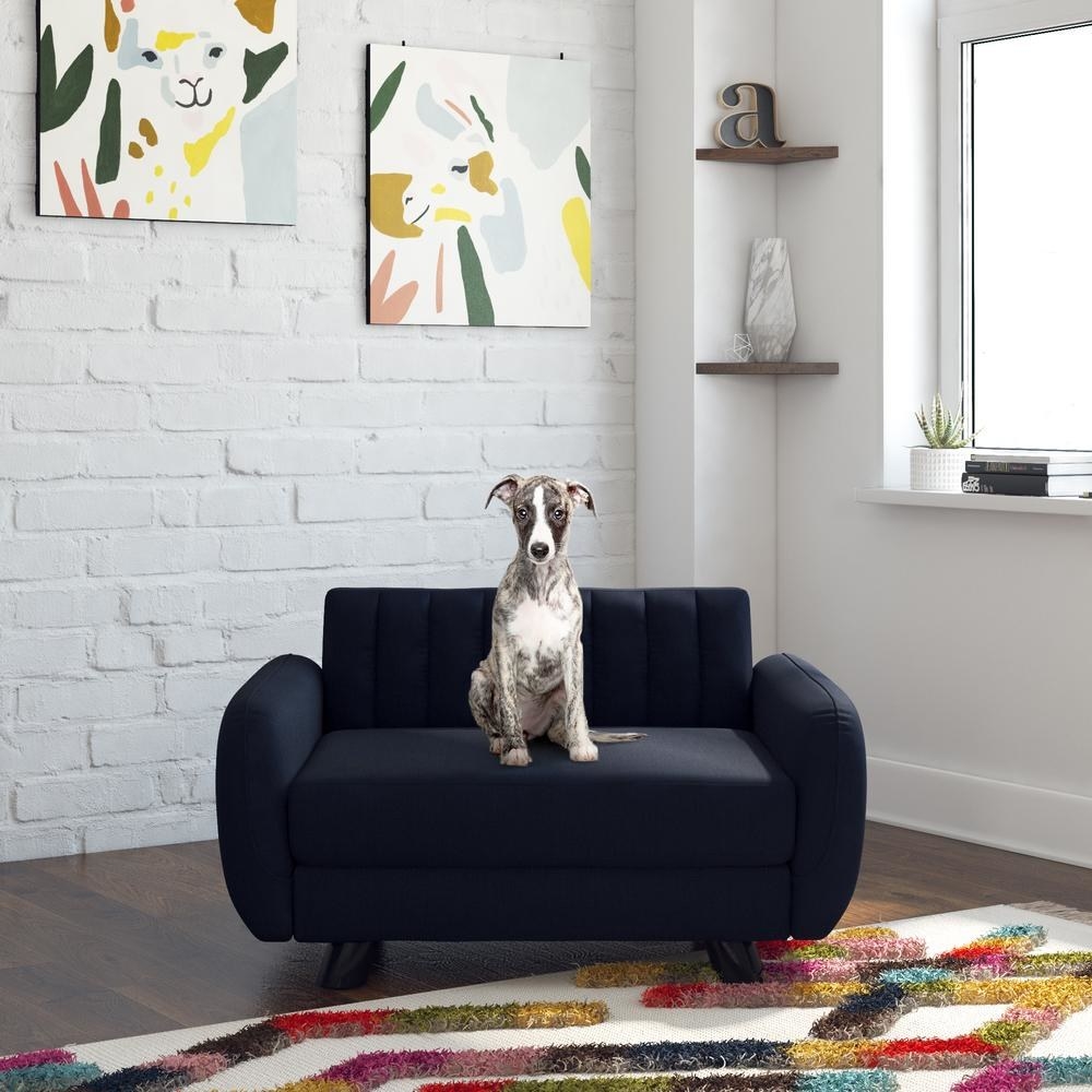 navy modern looking couch with dog on it