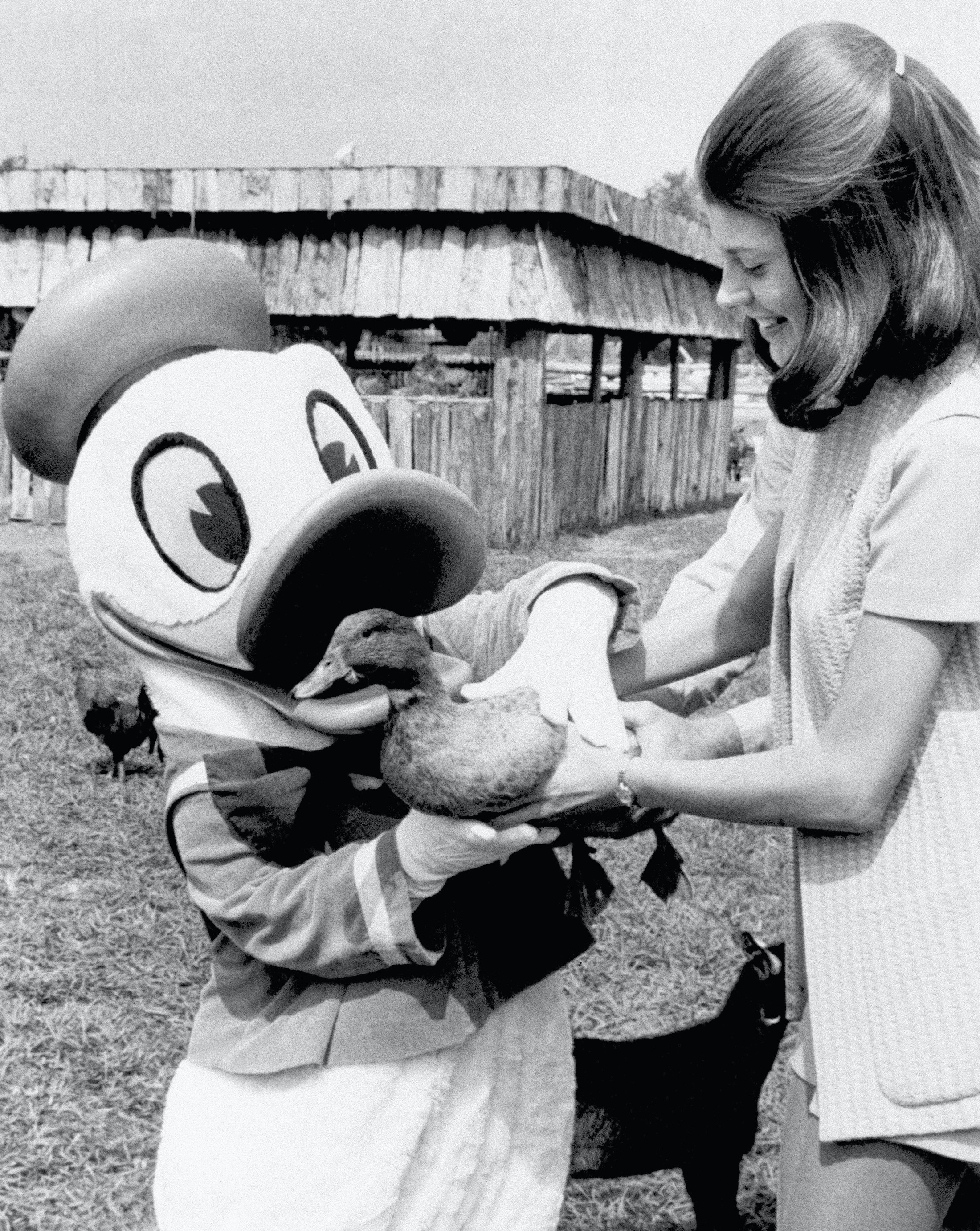 Donald Duck is seen reaching for a real live duck from a guest at Disney World